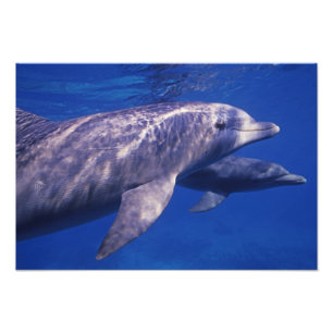 Mexiko, Cozumel. Großer Tümmler, Tursiops 3 Fotodruck