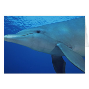 Mexiko, Cozumel. Großer Tümmler, Tursiops 4
