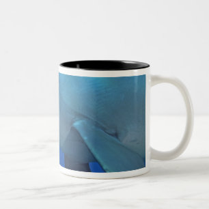Mexiko, Cozumel. Großer Tümmler, Tursiops 4 Zweifarbige Tasse