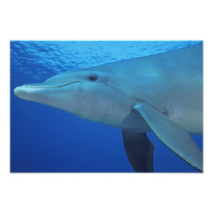 Mexiko, Cozumel. Großer Tümmler, Tursiops 5 Fotodruck