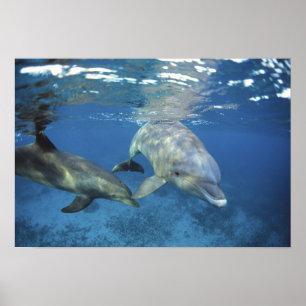 Mexiko, Cozumel. Großer Tümmler, Tursiops 5 Poster