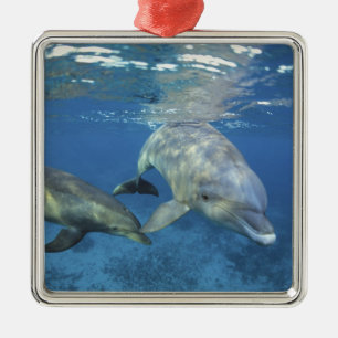 Mexiko, Cozumel. Großer Tümmler, Tursiops 5 Silbernes Ornament