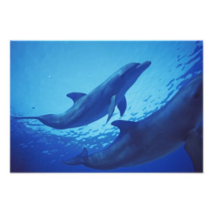 Mexiko, Cozumel. Großer Tümmler, Tursiops Fotodruck