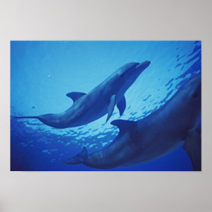 Mexiko, Cozumel. Großer Tümmler, Tursiops Poster