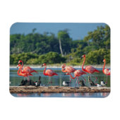 Mexiko Rio Lagartos Magnet (Horizontal)