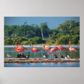 Mexiko Rio Lagartos Poster (Vorne)