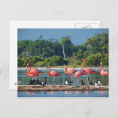 Mexiko Rio Lagartos Postkarte (Vorne/Hinten)