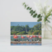 Mexiko Rio Lagartos Postkarte (Stehend Vorderseite)