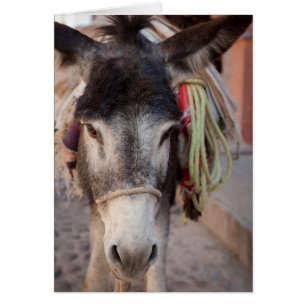 Mexiko, San Miguel De Allende 2