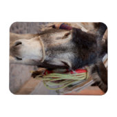 Mexiko, San Miguel De Allende 2 Magnet (Horizontal)