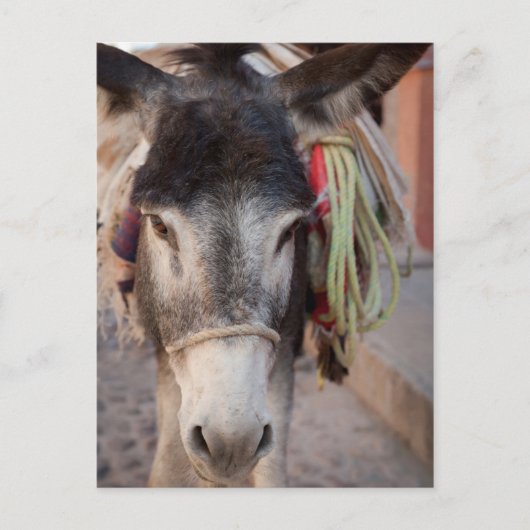 Mexiko, San Miguel De Allende 2 Postkarte (Vorderseite)