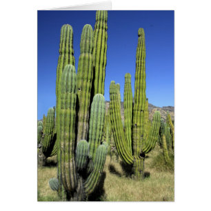 Mexiko, Sonora, San Carlos. Saguaro & Organ Pipe