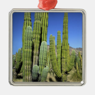 Mexiko, Sonora, San Carlos. Saguaro & Organ Pipe Ornament Aus Metall