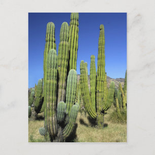 Mexiko, Sonora, San Carlos. Saguaro & Organ Pipe Postkarte