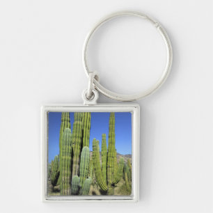 Mexiko, Sonora, San Carlos. Saguaro & Organ Pipe Schlüsselanhänger