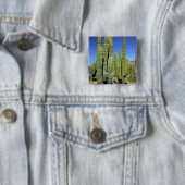 Mexiko, Sonora, San Carlos. Saguaro & Orgelpfanne Button (Beispiel)
