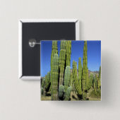 Mexiko, Sonora, San Carlos. Saguaro & Orgelpfanne Button (Vorne & Hinten)