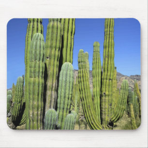 Mexiko, Sonora, San Carlos. Saguaro & Orgelpfanne Mousepad