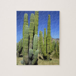 Mexiko, Sonora, San Carlos. Saguaro & Orgelpfanne Puzzle