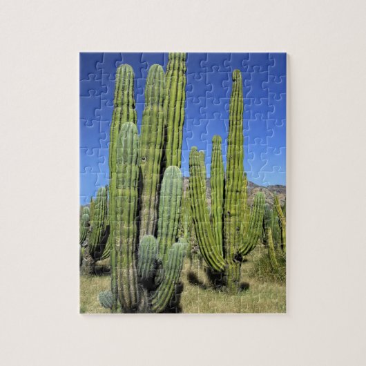 Mexiko, Sonora, San Carlos. Saguaro & Orgelpfanne Puzzle (Vertikal)