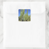 Mexiko, Sonora, San Carlos. Saguaro & Orgelpfanne Quadratischer Aufkleber (Tasche)