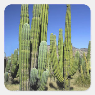 Mexiko, Sonora, San Carlos. Saguaro & Orgelpfanne Quadratischer Aufkleber