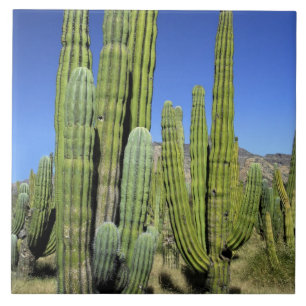 Mexiko, Sonora, San Carlos. Saguaro & Orgelpfeife Fliese