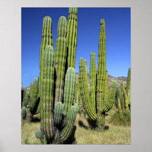 Mexiko, Sonora, San Carlos. Saguaro & Orgelpfeife Poster