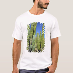 Mexiko, Sonora, San Carlos. Saguaro & Orgelpfeifen T-Shirt