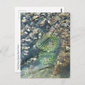 Meyers Beach North, Gold Beach, Oregon Postkarte (Vorne/Hinten)