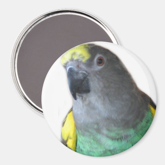Meyers Parrot Magnet (Vorderseite/Rückseite)