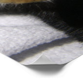 MHRR Niederländisch Schwarz-weißes Kaninchen Somme Poster (Ecke)