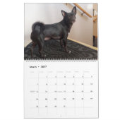 Mia Chihuahua Dog 2024 Kalender (Mär 2027)