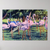 Miami Florida Flamingos in Hialeah Park Poster (Vorne)
