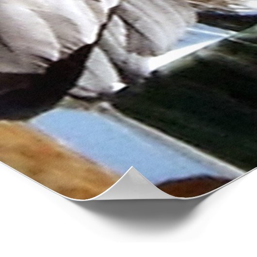 Miami Pelican Poster (Ecke)