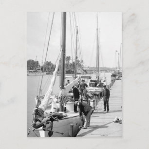 Miami Sailboats, 1905 Postkarte
