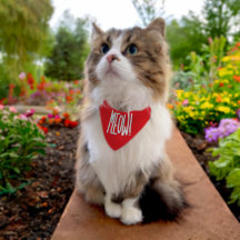 Miau!