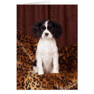 Micah selten farbige Cavalier King Charles Spaniel