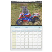 Mice - George the mouse in a log pile house Calend Kalender (Feb 2027)