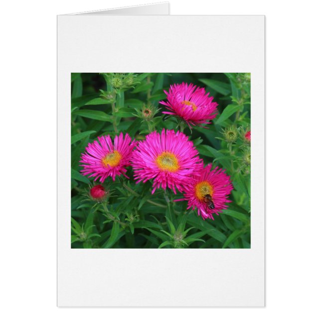 Michaelmas Daisies (Vorne)