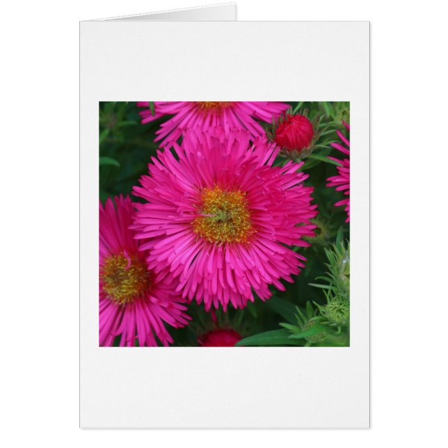 Michaelmas Daisies (Vorne)