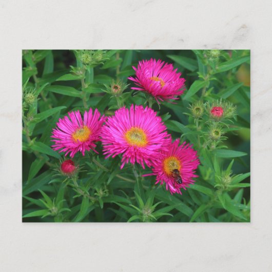 Michaelmas Daisies and Bee Postkarte (Vorderseite)