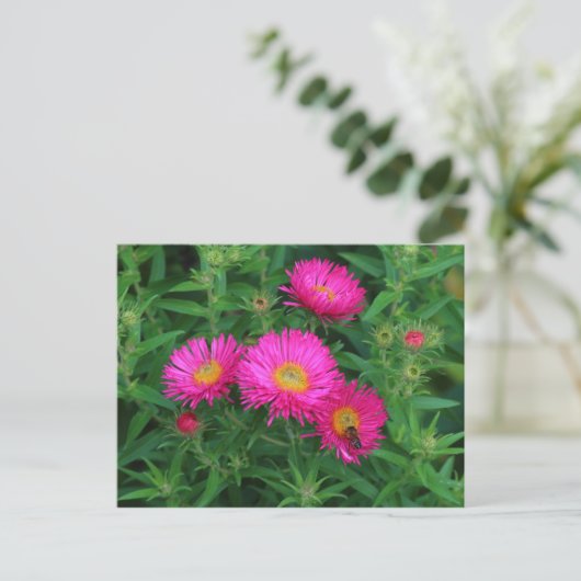 Michaelmas Daisies and Bee Postkarte (Stehend Vorderseite)