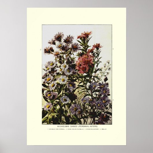 Michaelmas daisies poster (Vorne)