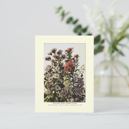 Michaelmas daisies postkarte (Stehend Vorderseite)