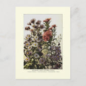 Michaelmas daisies postkarte (Vorderseite)