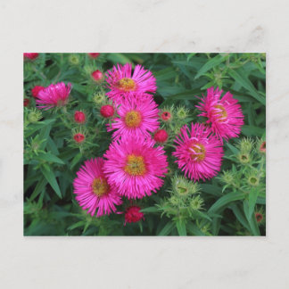 Michaelmas Daisies Postkarte