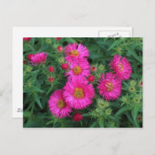 Michaelmas Daisies Postkarte (Vorne/Hinten)
