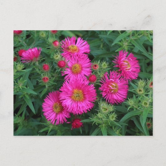 Michaelmas Daisies Postkarte (Vorderseite)