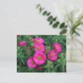 Michaelmas Daisies Postkarte (Stehend Vorderseite)